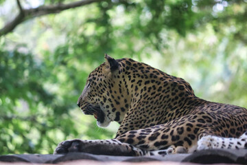 Sri Lankan Leopard Resting on Tree Branch in Yala National Park, Sri Lankan Leopard, Leopard Resting on Tree Branch, Leopard in jungle, Leopard couple, Asian Leopard