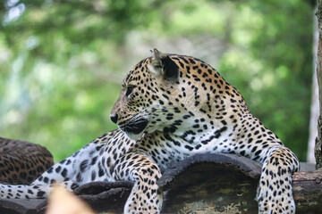 Sri Lankan Leopard Resting on Tree Branch in Yala National Park, Sri Lankan Leopard, Leopard Resting on Tree Branch, Leopard in jungle, Leopard couple, Asian Leopard