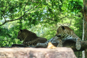 Sri Lankan Leopard Resting on Tree Branch in Yala National Park, Sri Lankan Leopard, Leopard Resting on Tree Branch, Leopard in jungle, Leopard couple, Asian Leopard
