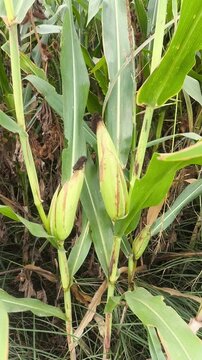 Mazorcas de maiz verdes con estigma o cabellos de maiz