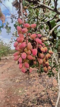 Racimo de pistachos en rama