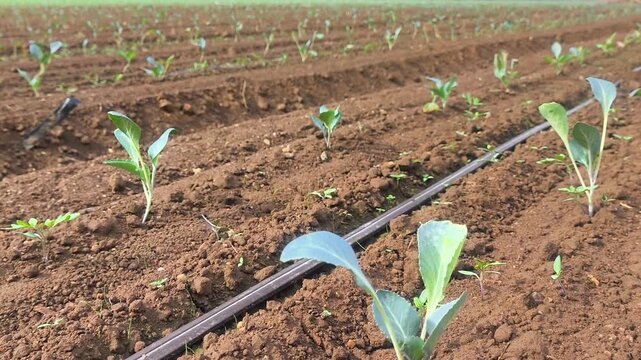 Planton de br&oacute;coli recien sembrado 