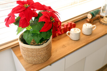 Christmas flower poinsettia on chest of drawers in room, closeup