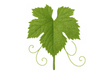 Green grape leaf with tendrils isolated on transparent background, showcasing winemaking and viticulture elements