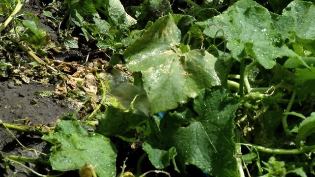 Drip Irrigation System on Farm | Agricultural Watering and Farming Technology | Agriculture, Sustainable Farming, and Countryside Landscape Video | Crop Irrigation Concept