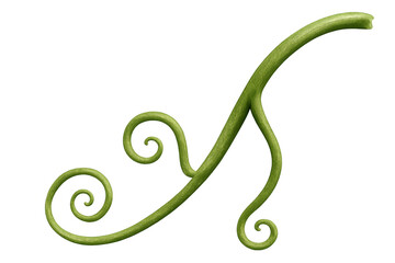 Obraz premium Green plant vine tendrils twisting and curling, showing natural organic growth on a transparent background