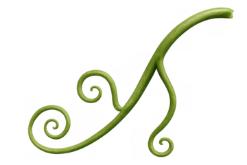 Green plant vine tendrils twisting and curling, showing natural organic growth on a transparent background