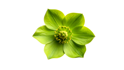 Isolated close-up of a vibrant green flower, showcasing petals and stamen against black background