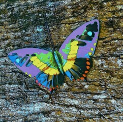  Colorful butterfly on a tree trunk 