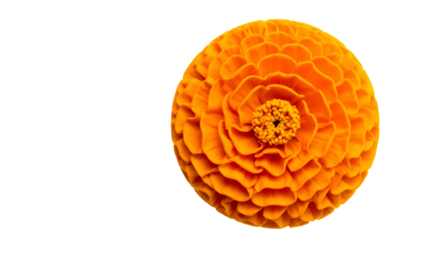 A vibrant orange spherical flower, isolated on black background, intricate petal details