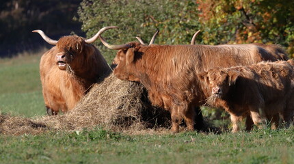 highland longhorn cow and calf