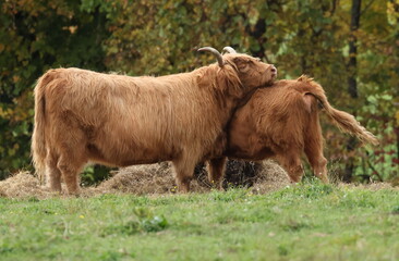 highland longhorn cow and calf