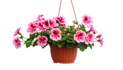 A hanging basket of pink and red geranium flowers with green foliage. Isolated on black