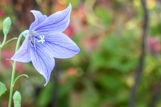 Fototapeta 公園に紫のキキョウ