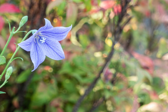 Fototapeta 公園に紫のキキョウ
