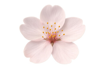 Pink cherry blossom flower isolated on transparent background symbolizing spring, beauty, purity, and renewal