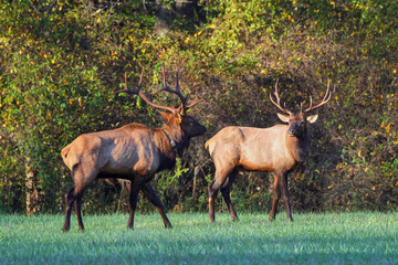 Bull elk grazing battling in grassy meadow during fall rut. 