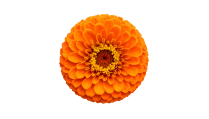 Isolated, vibrant orange flower with many layered petals against a black background