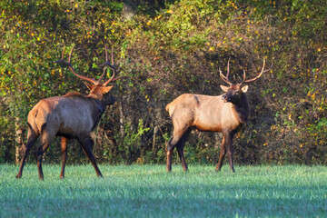 Bull elk grazing battling in grassy meadow during fall rut. 