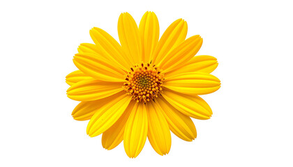 Isolated vibrant yellow flower with numerous petals and a detailed, textured center