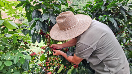 Farmer picking coffee berries in the middle of coffee plantations