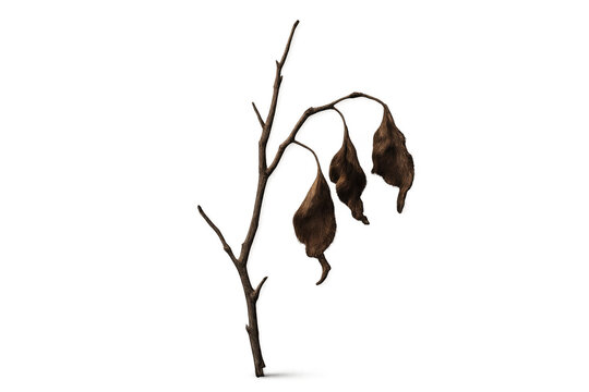 Dry plant with few withered leaves on branch, representing concepts of drought, decay, and environmental crisis