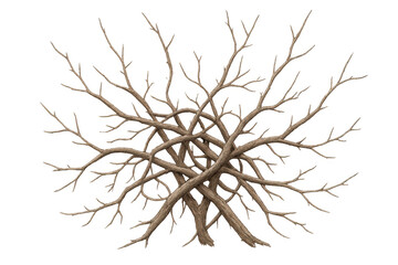 Bare tree with tangled branches, leafless woody plant, dry gnarled wood top view, winter concept on transparent background