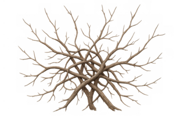 Bare tree with tangled branches, leafless woody plant, dry gnarled wood top view, winter concept on transparent background