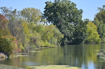 Trees by a Lake