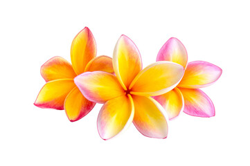 Fototapeta premium Frangipani flower isolated on a transparent background.