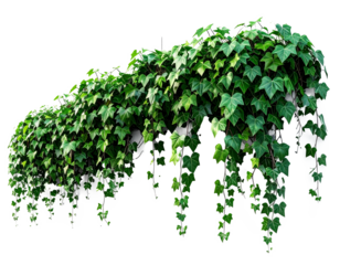 Green ivy leaves isolated on a transparent background.