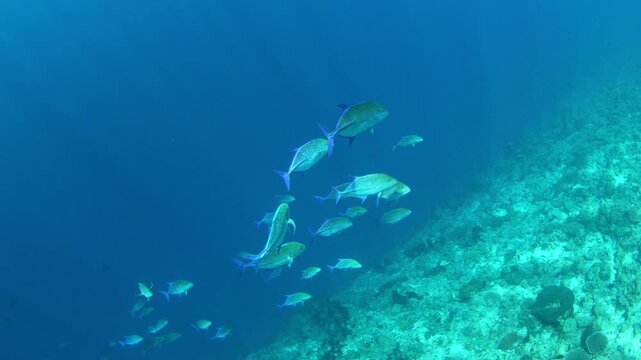 Bluefin trevally swim along the edge of a coral reef drop-off in Indonesia. These beautiful fish are predators often found on reefs throughout the Indo-Pacific region.