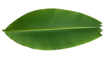 Fresh Green Banana Leaf Isolated On Black Background