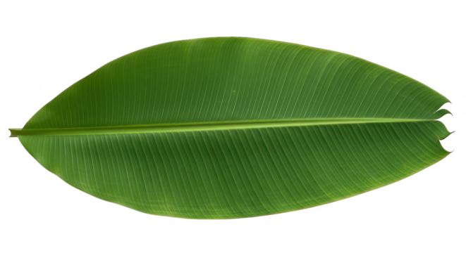 Fresh Green Banana Leaf Isolated On Black Background