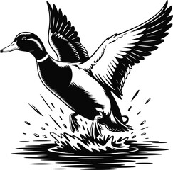 Wild duck flying from water black and white vector illustration showing detailed wings splash and motion for wildlife design concept