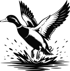 Wild duck flying from water splash black and white vector illustration showing detailed wings motion for wildlife nature design concept
