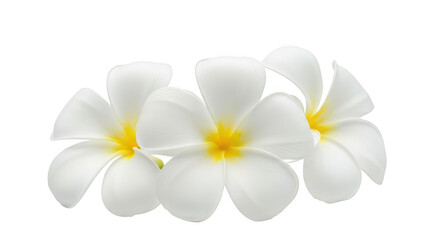 Three White Plumeria Flowers With Yellow Centers On Black