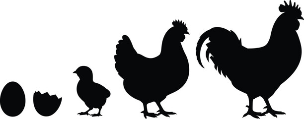 Chicken life cycle vector illustration showing egg chick hen and rooster silhouettes representing poultry farming growth stages and agriculture concept