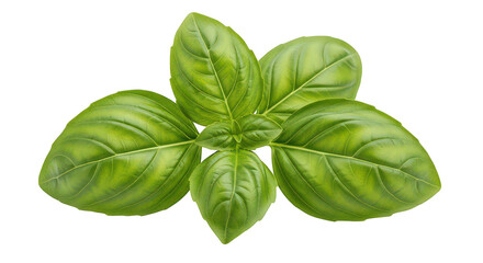Fresh Green Basil Leaves Cluster Isolated On Black
