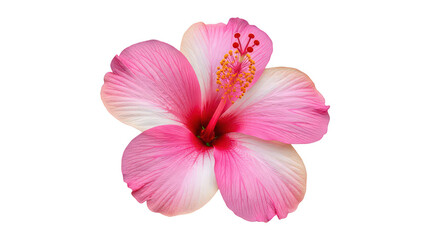 Vibrant Pink Hibiscus Flower Isolated On Black Background