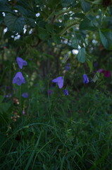Blue bellflowers in summer forest shade