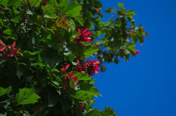 Red seeds on a maple tree
