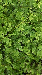 green leaves background