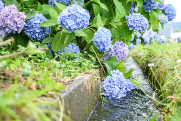小川のほとりで咲く青いあじさいの花