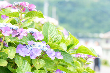 紫と青が美しいガクアジサイの花