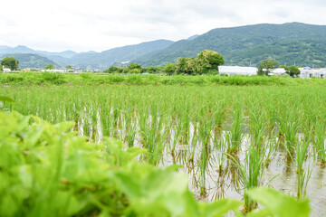 初夏の開成町で広がる田園と山の景色