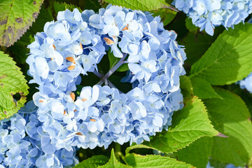 青い花びらが作るあじさいのリース