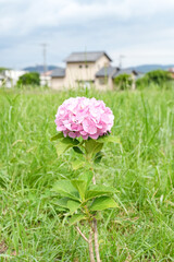 初夏の草原に咲く一輪のピンクあじさい