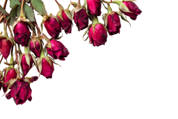 Dark red roses drooping against a black background