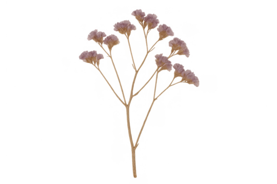 Dried purple limonium flowers on stem, minimalistic decorative flora, natural plant element with transparent background